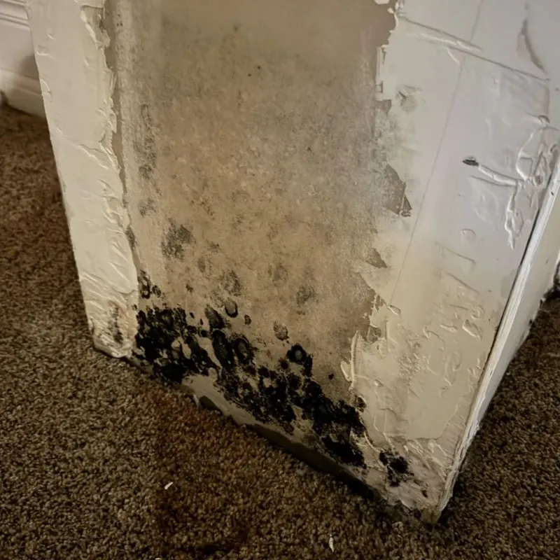 Professional Mold Removal in Elwood, UT